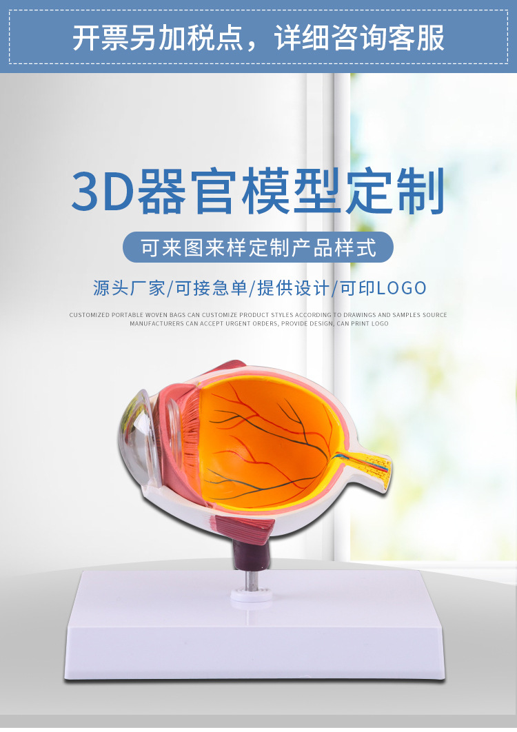 瞳孔之下 医用教学眼球模型在病理分析中的意义与生物教学应用