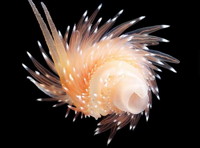 深渊的居民 揭秘深海生物的生存之道