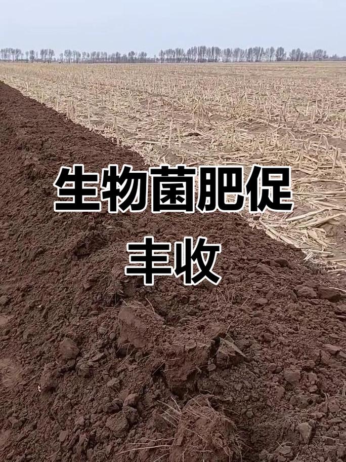生物菌肥助力玉米增产,秸秆快速腐熟提升土壤质量